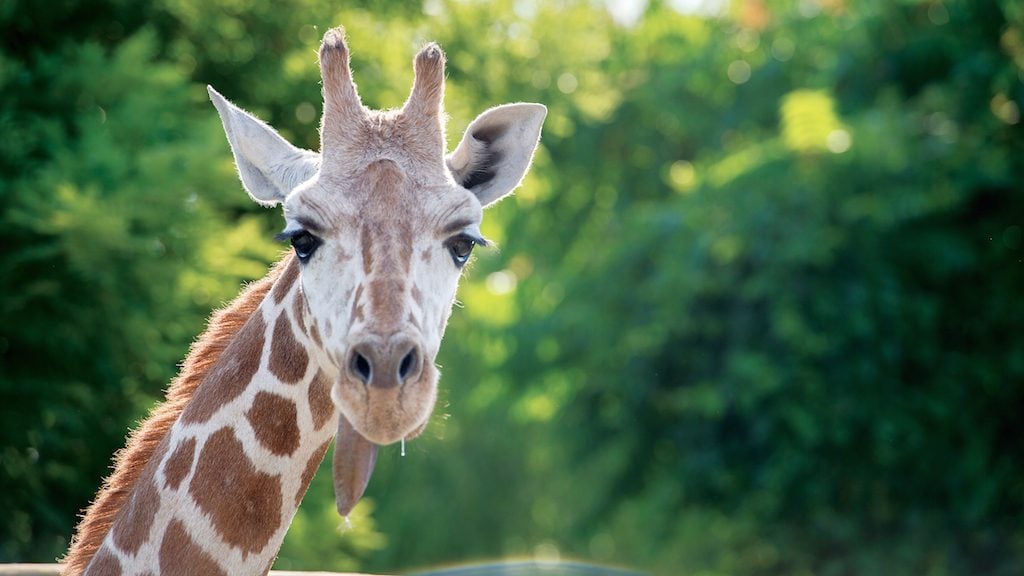 giraffe-best-of - Washingtonian