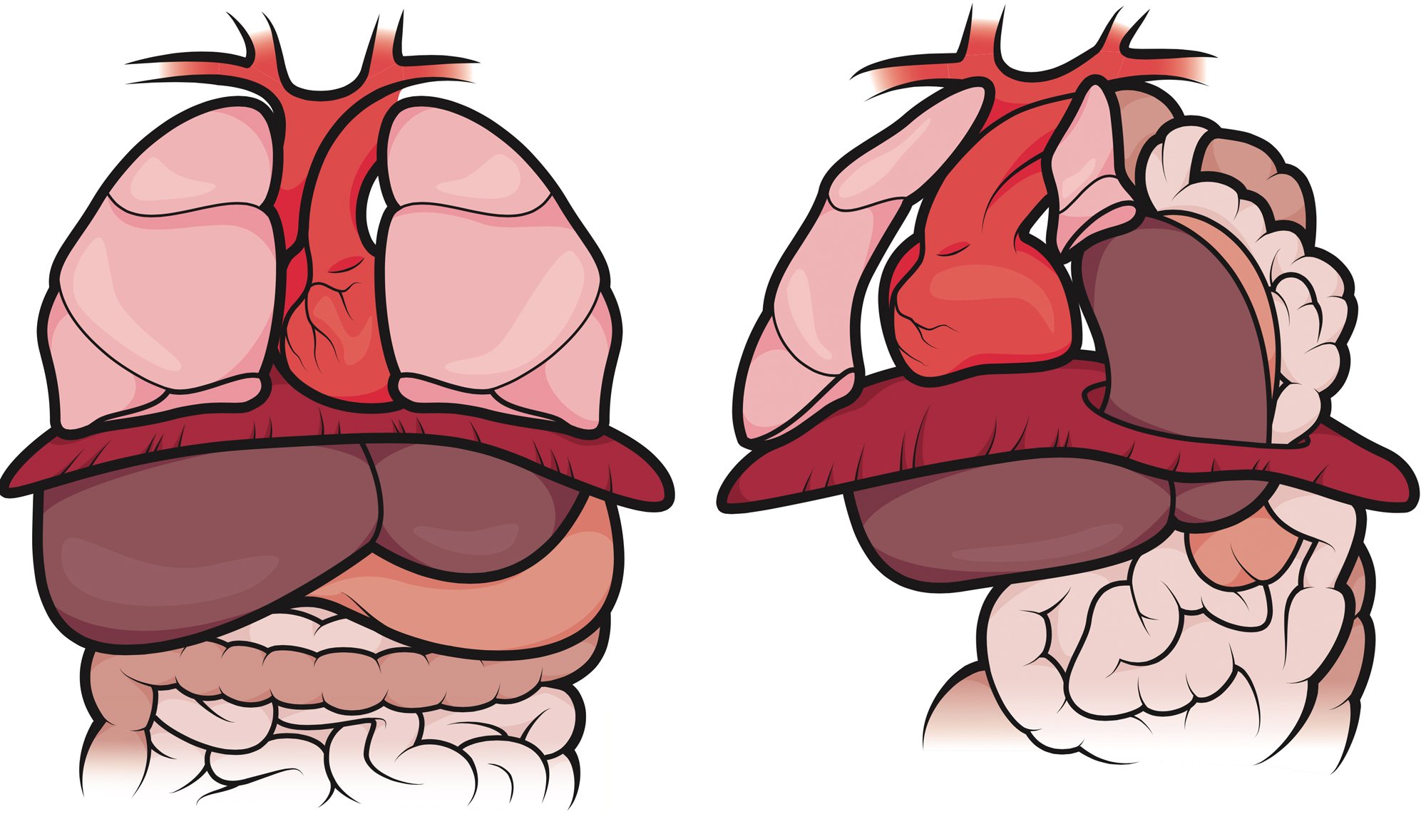 organs-lateterm-abortion - Washingtonian