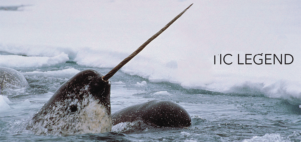 Narwhal - Washingtonian Photograph by Glenn Williams.