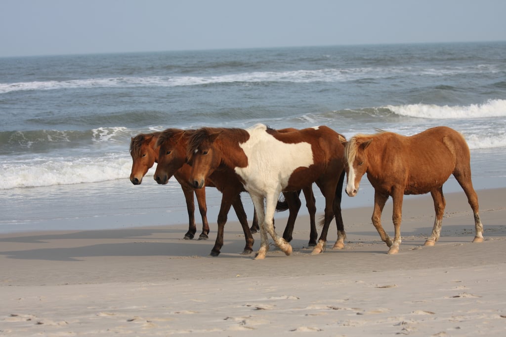 assateague-island - Washingtonian