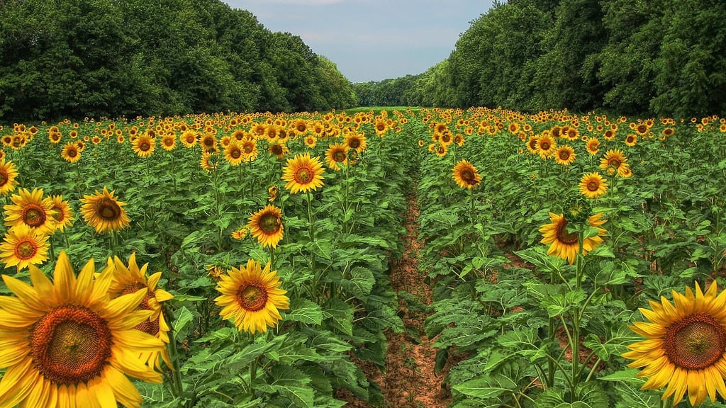 sunflowers - Washingtonian