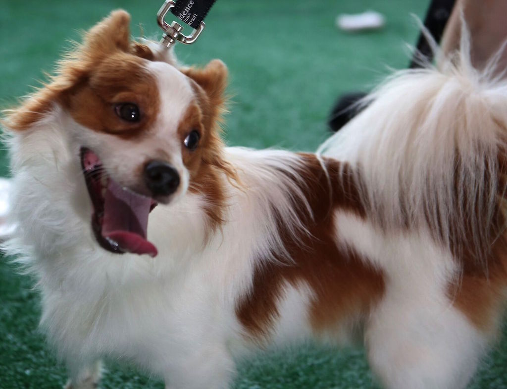 puplapup - Washingtonian