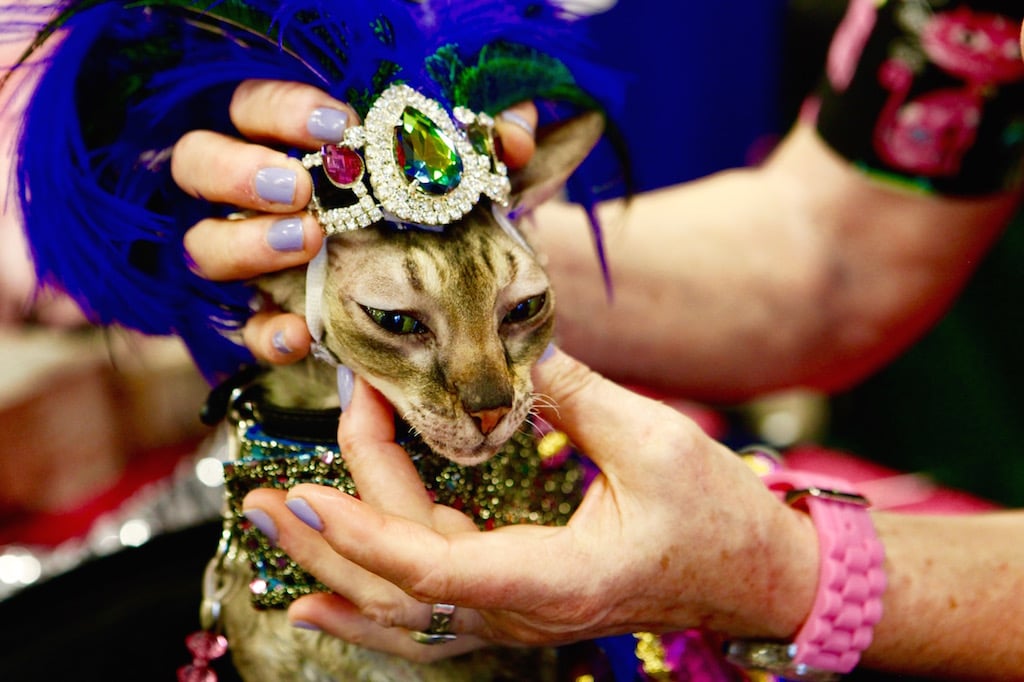 PHOTOS DC's National Capital Cat Show Was a Meowsing Success