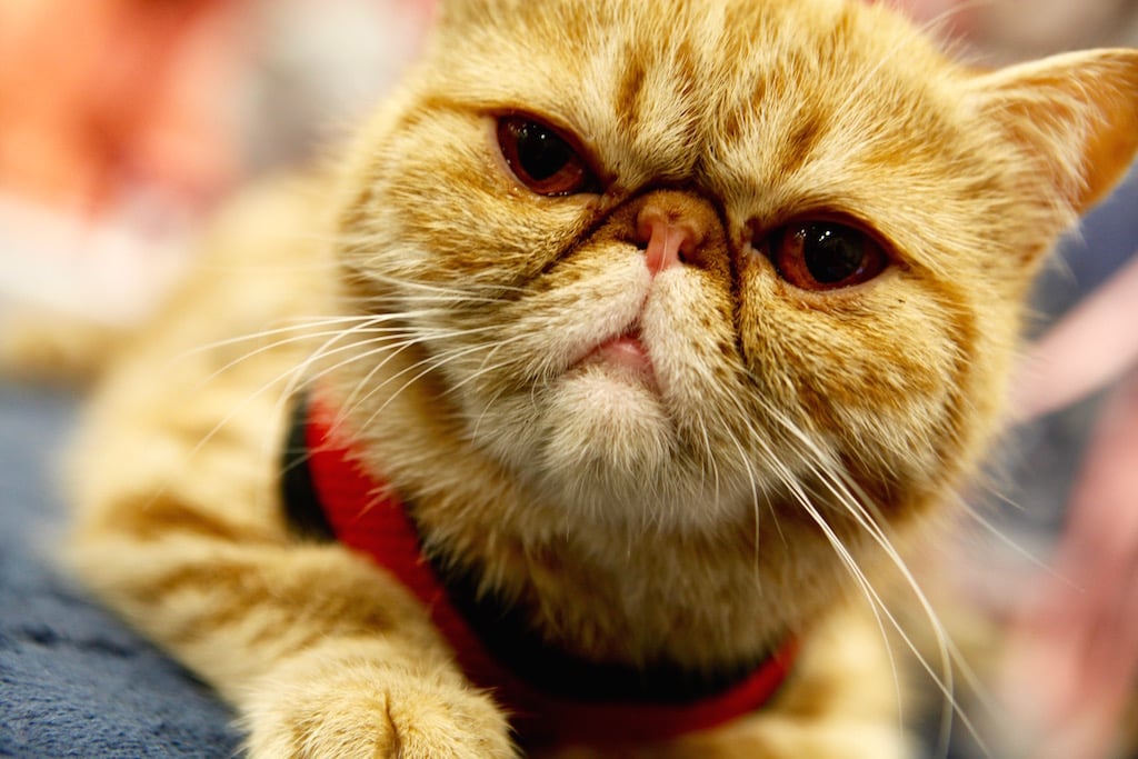 These Photos of the National Capital Cat Show Will Leave You Feline Really Good