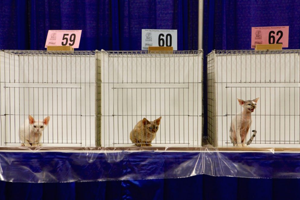 PHOTOS DC's National Capital Cat Show Was a Meowsing Success