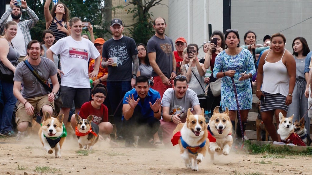 PHOTOS: Look at All These Corgis