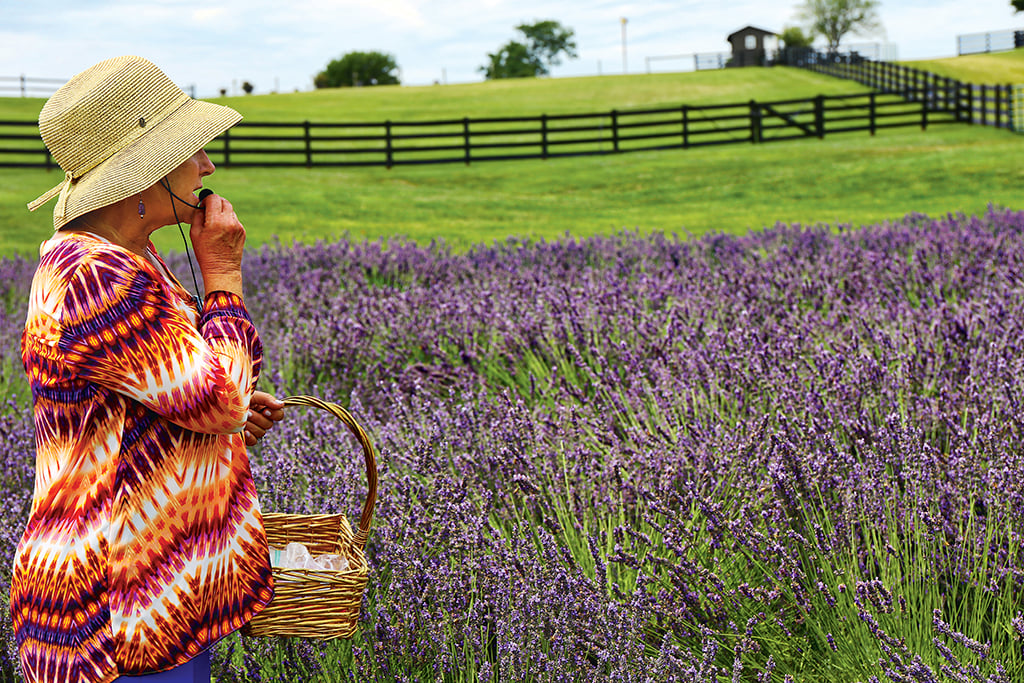 Enjoy a field of lavender in Harrisonburg. Photograph by Renee Sklarew.