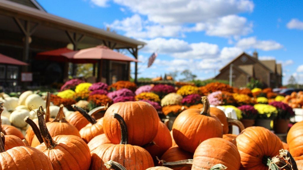 pick apples pumpkins dc