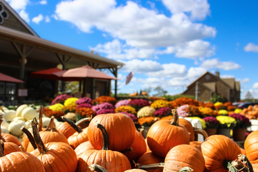 pick apples pumpkins dc