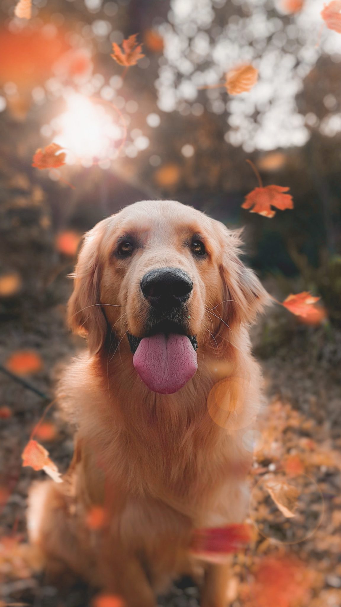 Extended Entry! Submit Your Adorable Dog to Washingtonian’s Cutest Dog Contest Washingtonian
