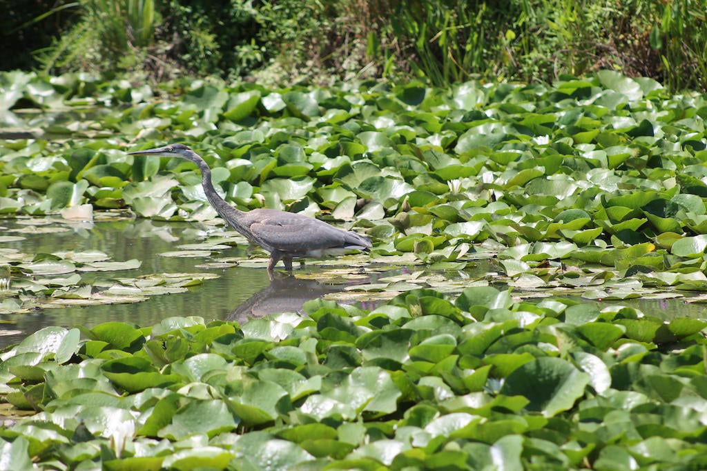 Kenilworth Aquatic Gardens