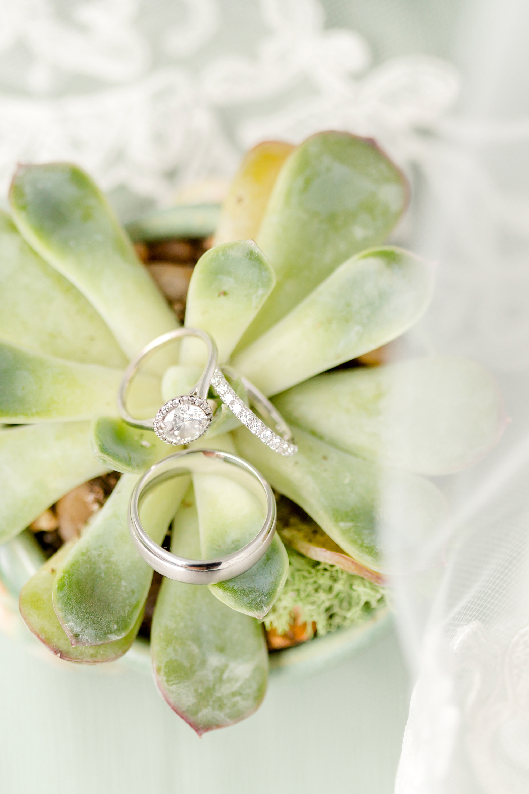 Meghan Foy Paul Martin DIY wedding with succulents and cute dogs DC Wedding Succulent-themed wedding