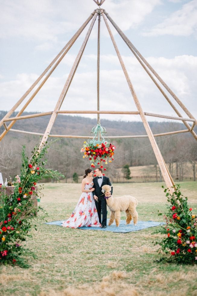 Technicolor Dream | Alpacas | Sarah Houston Photography255 Technicolor Dream | Alpacas | Sarah Houston Photography255