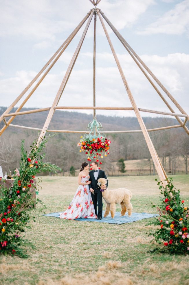 Technicolor Dream | Alpacas | Sarah Houston Photography255