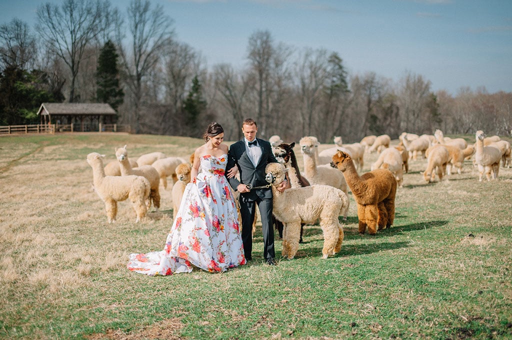 alpaca wedding alpacas wedding wedding with alpacas llama wedding llamas at wedding psychedelic photoshoot northern virginia 