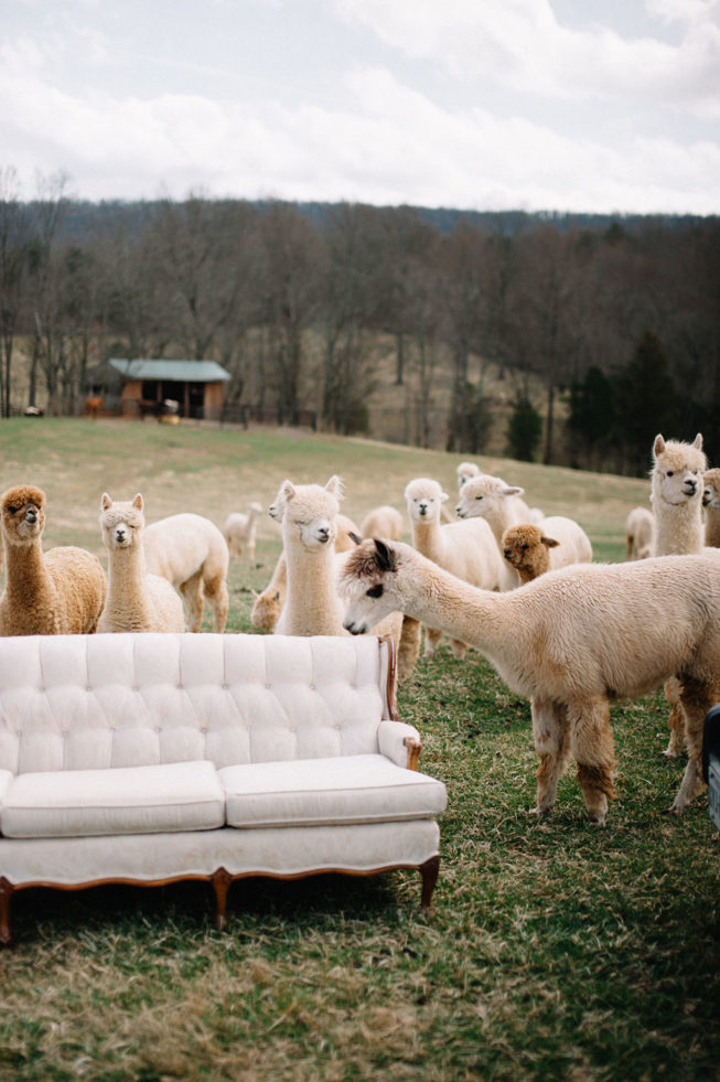 Technicolor Dream | Alpacas | Sarah Houston7