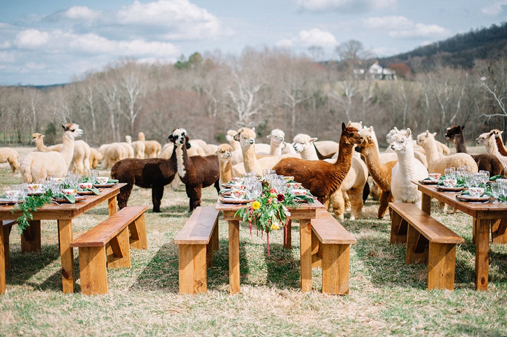 alpaca wedding alpacas wedding wedding with alpacas llama wedding llamas at wedding psychedelic photoshoot northern virginia 