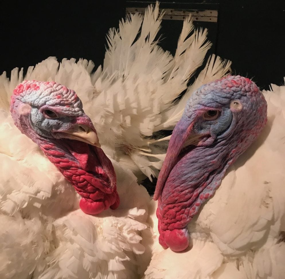 Minnesota turkeys to be pardoned by Trump
