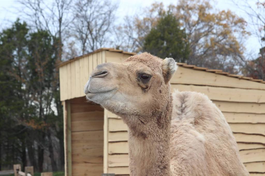 ChristmasCamel - Washingtonian