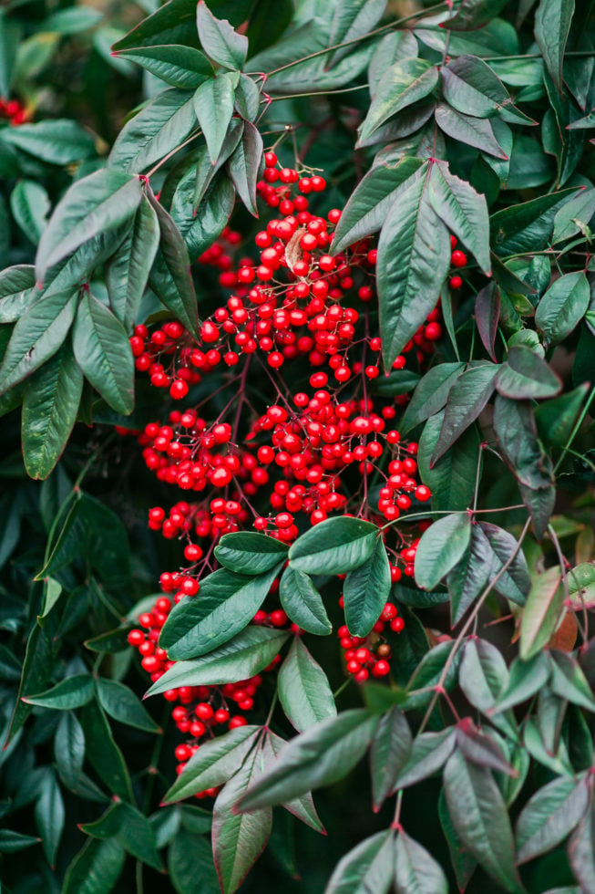 Claire Shiao + Paul Eleshewich | Xmas Engagement Anny Photography_AL6B2550