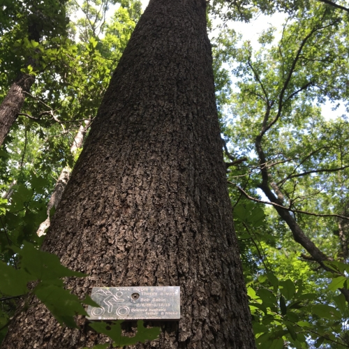 sabin tree - Washingtonian