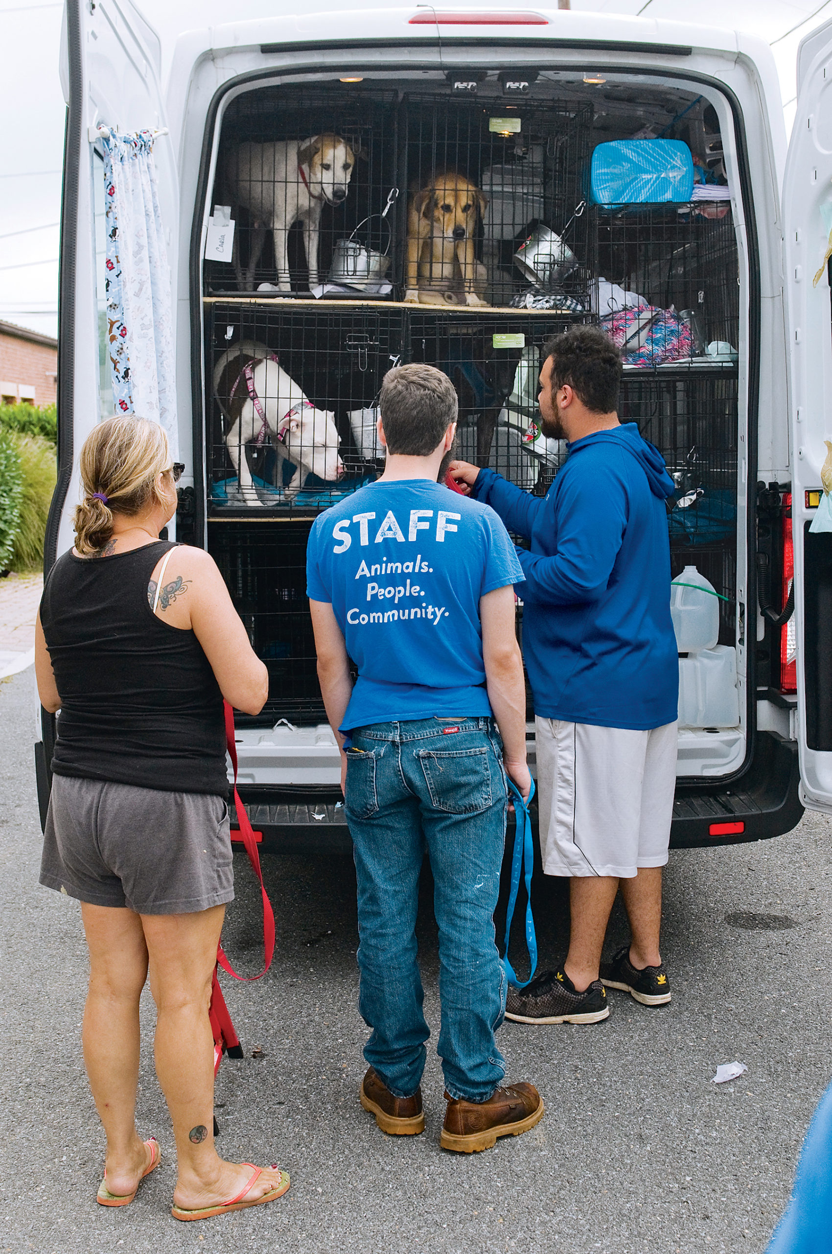 Homeward Hound: Dogs affected by Hurricane Harvey arrive at DC’s Humane Rescue Alliance. Photograph courtesy of Humane Rescue Alliance