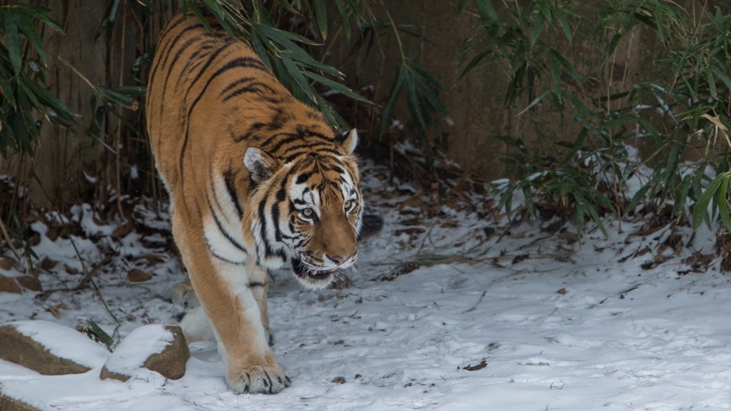 Pavel Tiger National Zoo