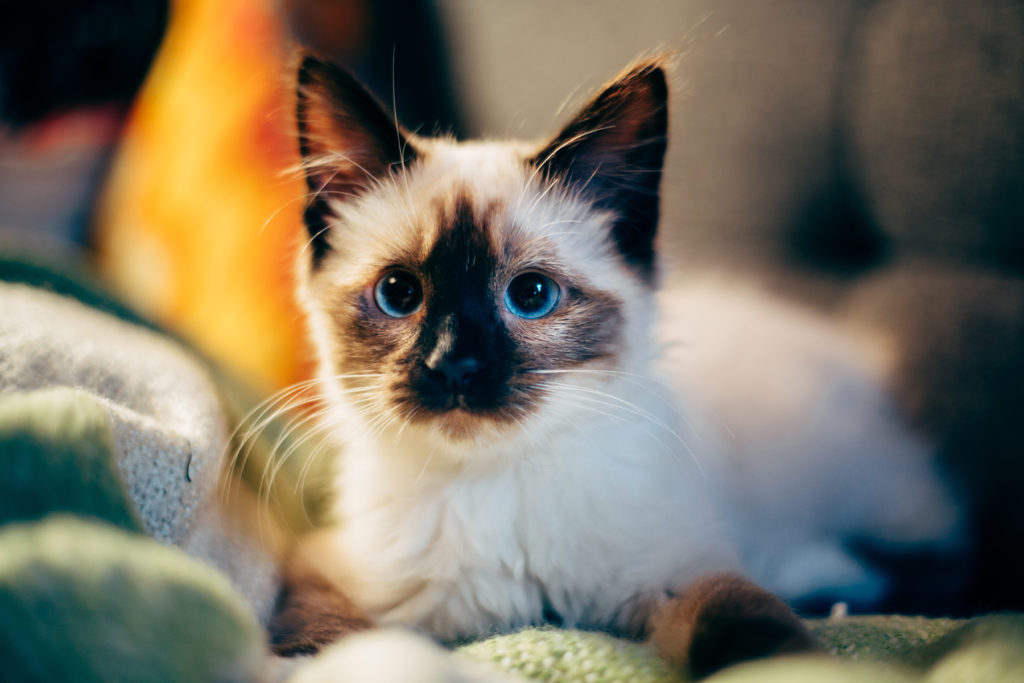 Who could resist these piercing blue eyes? Photograph by Nirzar Pangarkar via Unsplash.