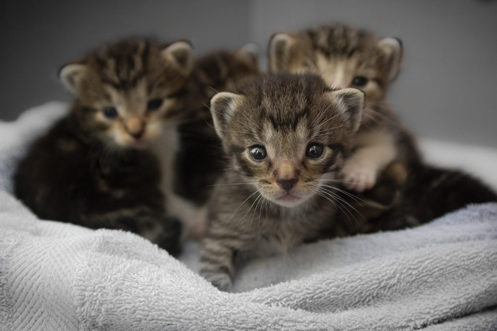 Don't these kittens look like little cheetahs? Photograph by Q'Aila via Unsplash. 