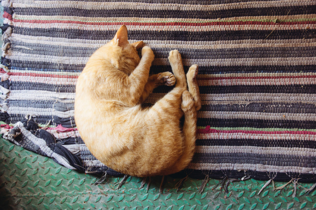 Show us your cat striking a pose. Photograph by Sarah Ball via Unsplash. 