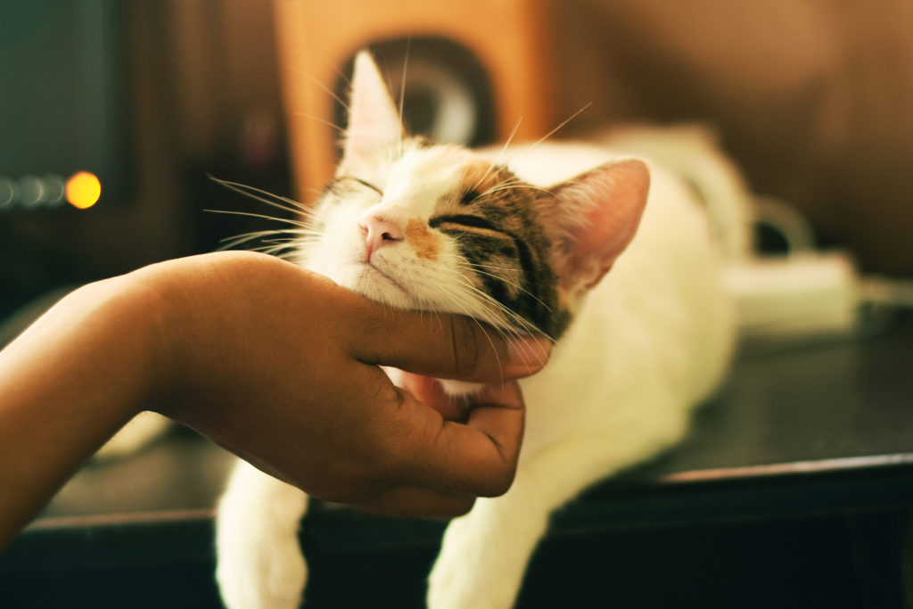 Who doesn't love a chin rub? Photograph by Yerlin Matu via Unsplash.