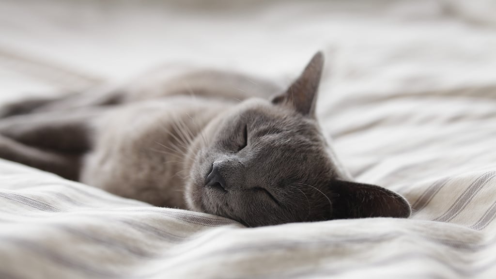 Do you have a cute, sleepy cat? Photograph by Alexander Possingham via Unsplash.
