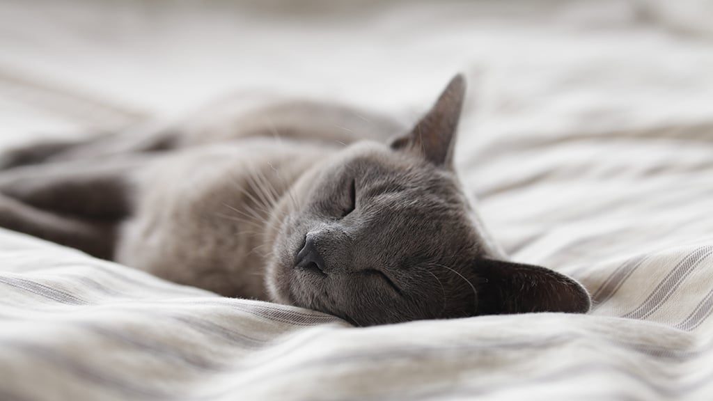 enter our cutest cat contest