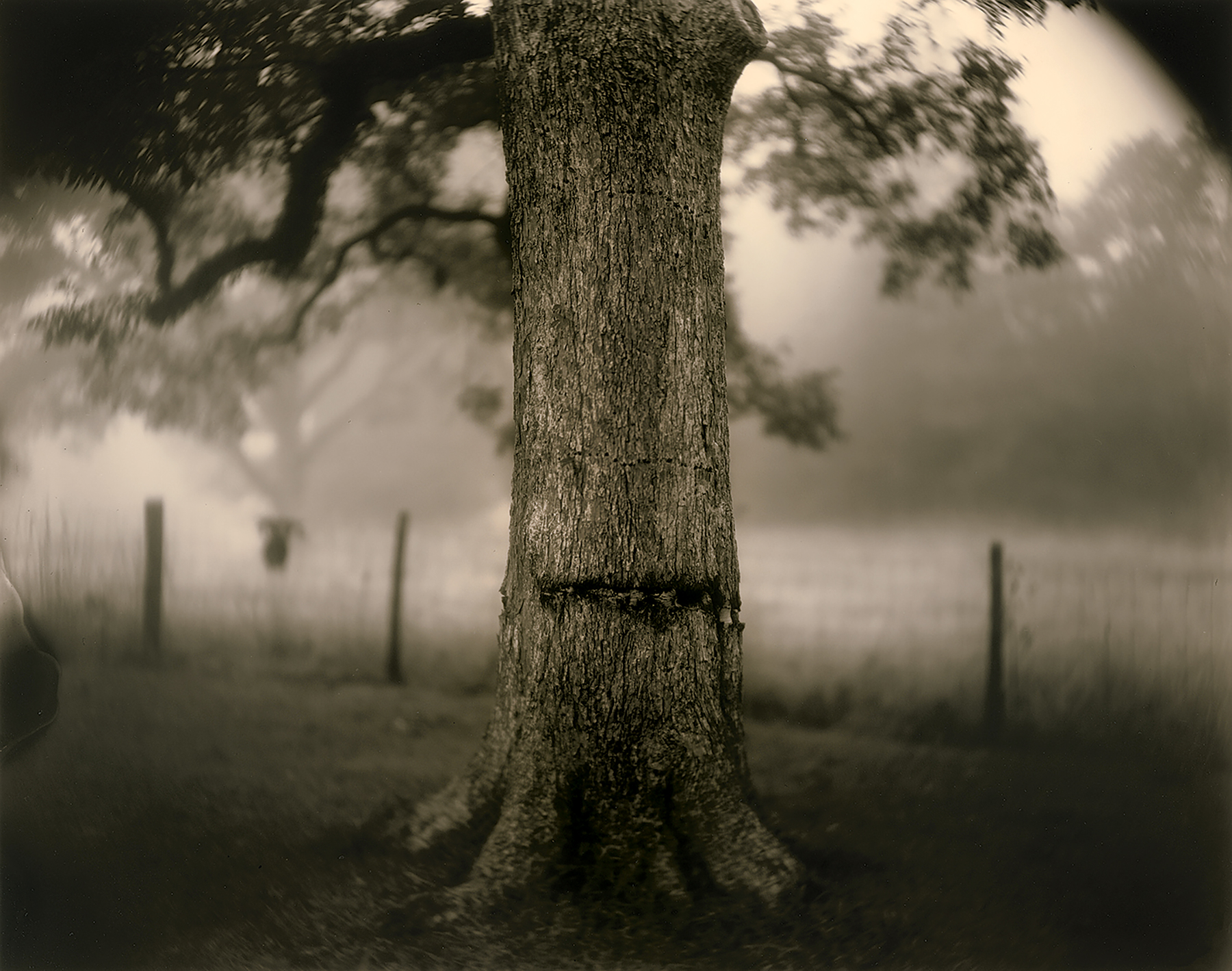 Photograph by Sally Mann. 