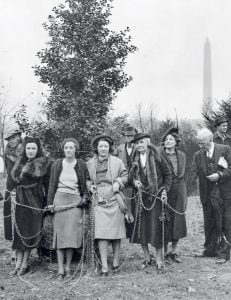 The Surprisingly Calamitous History of DC’s Cherry Blossoms
