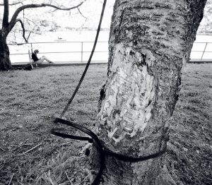 Photograph of tree Damage by Michael Williamson/Washington Post Via Getty Images 