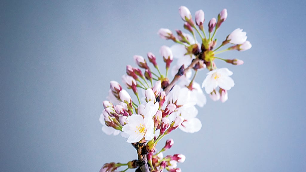 Photograph of Branch by Angela B. Pan.