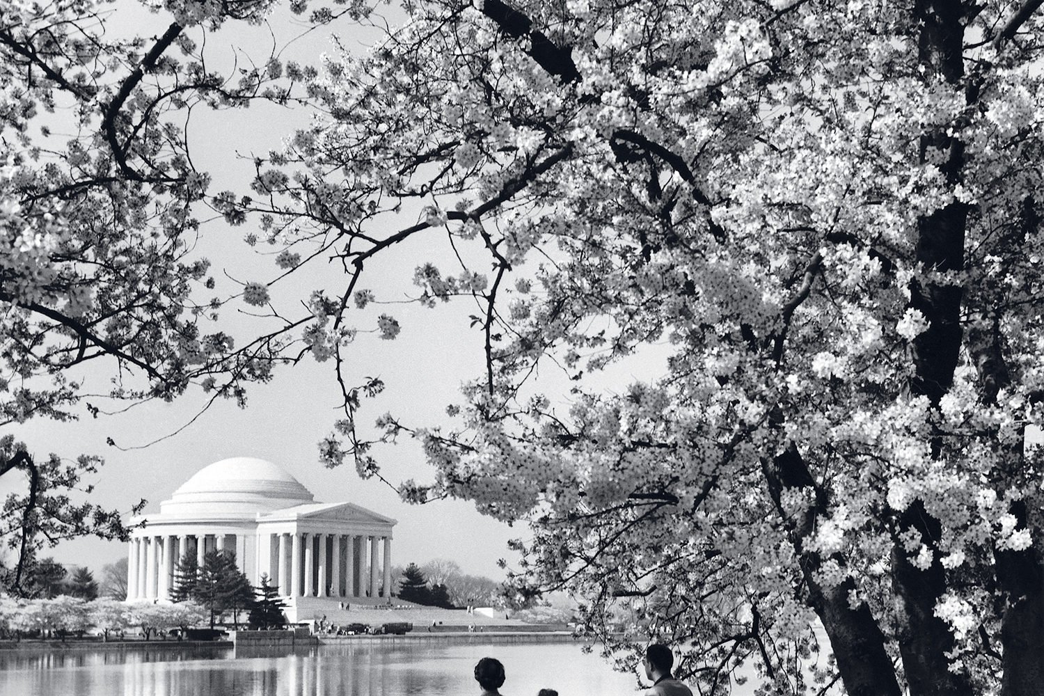 The Ultimate Guide to DC’s Cherry Blossoms