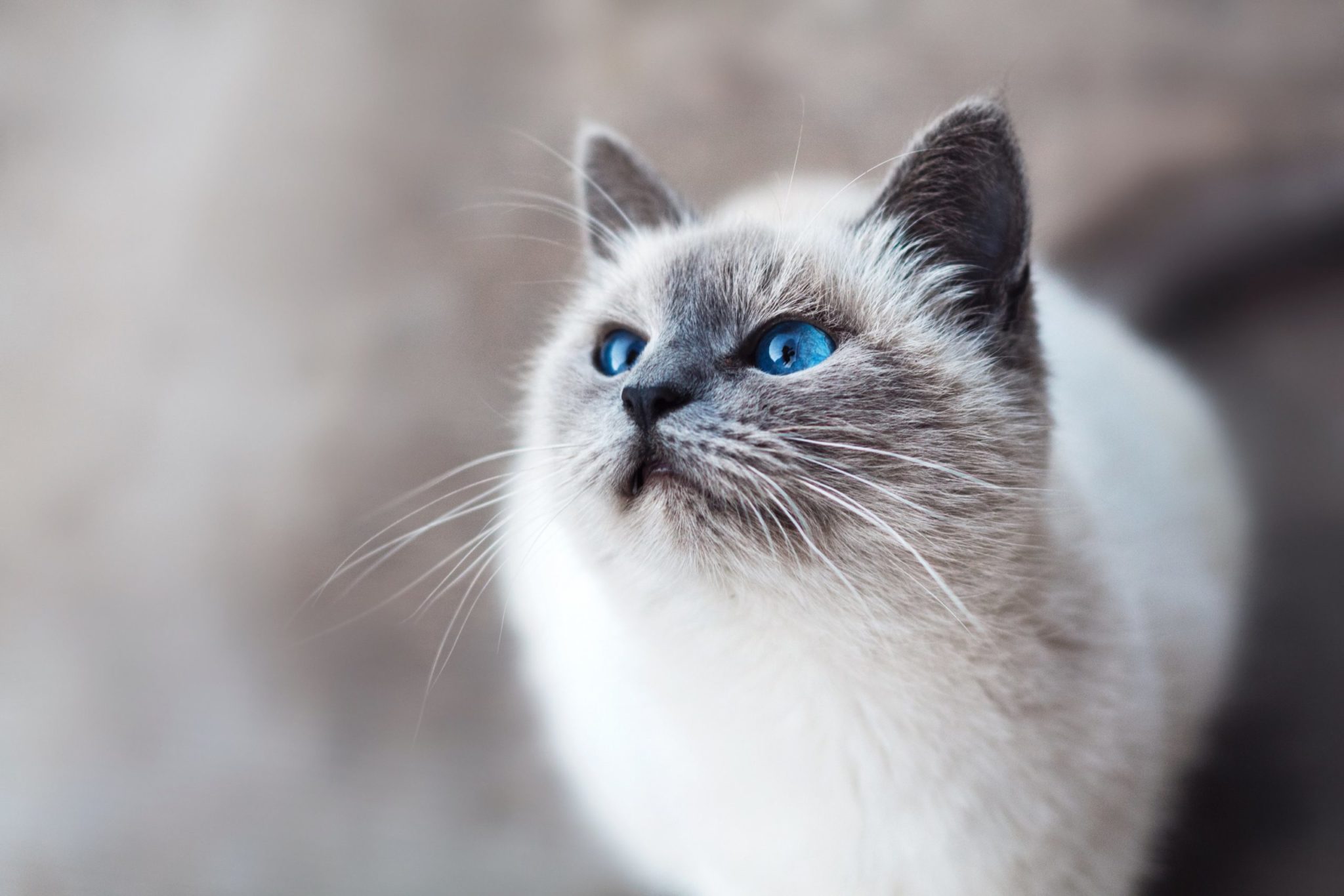 Who could resist these blue eyes? Photo by Mikhail Vasilyev on Unsplash.