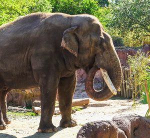 Florida Elephant Comes to DC in Search of Love