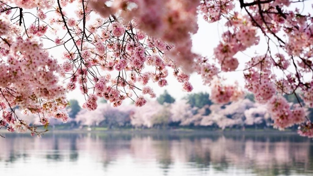 Cherry Blossom spa treatment