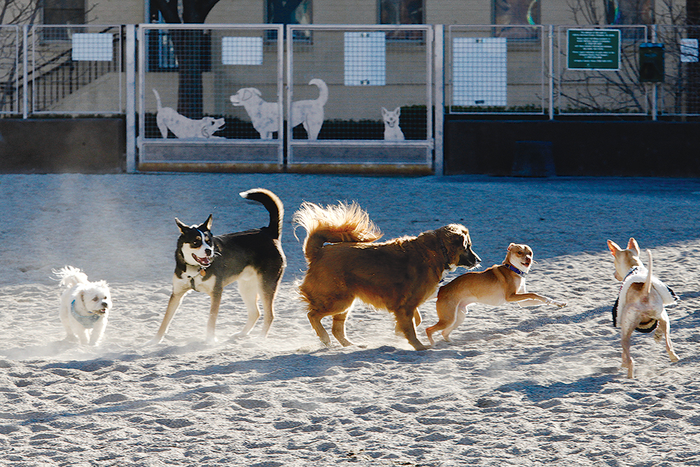 James Hunter dog park. Photograph by Evy Mages.