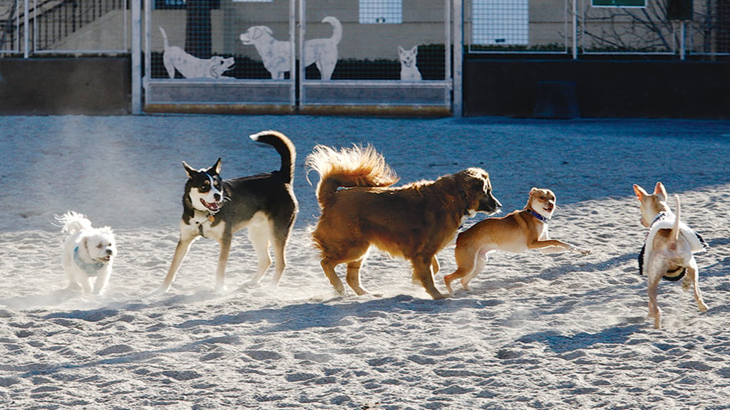 James Hunter dog park. Photograph by Evy Mages.