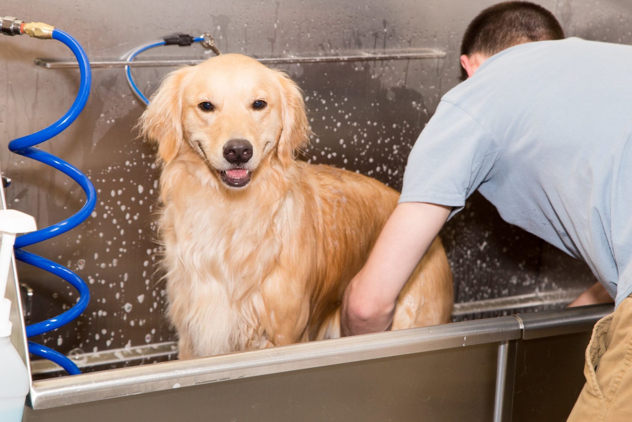 Healthy Hound Playground and Grooming Salon & Spa