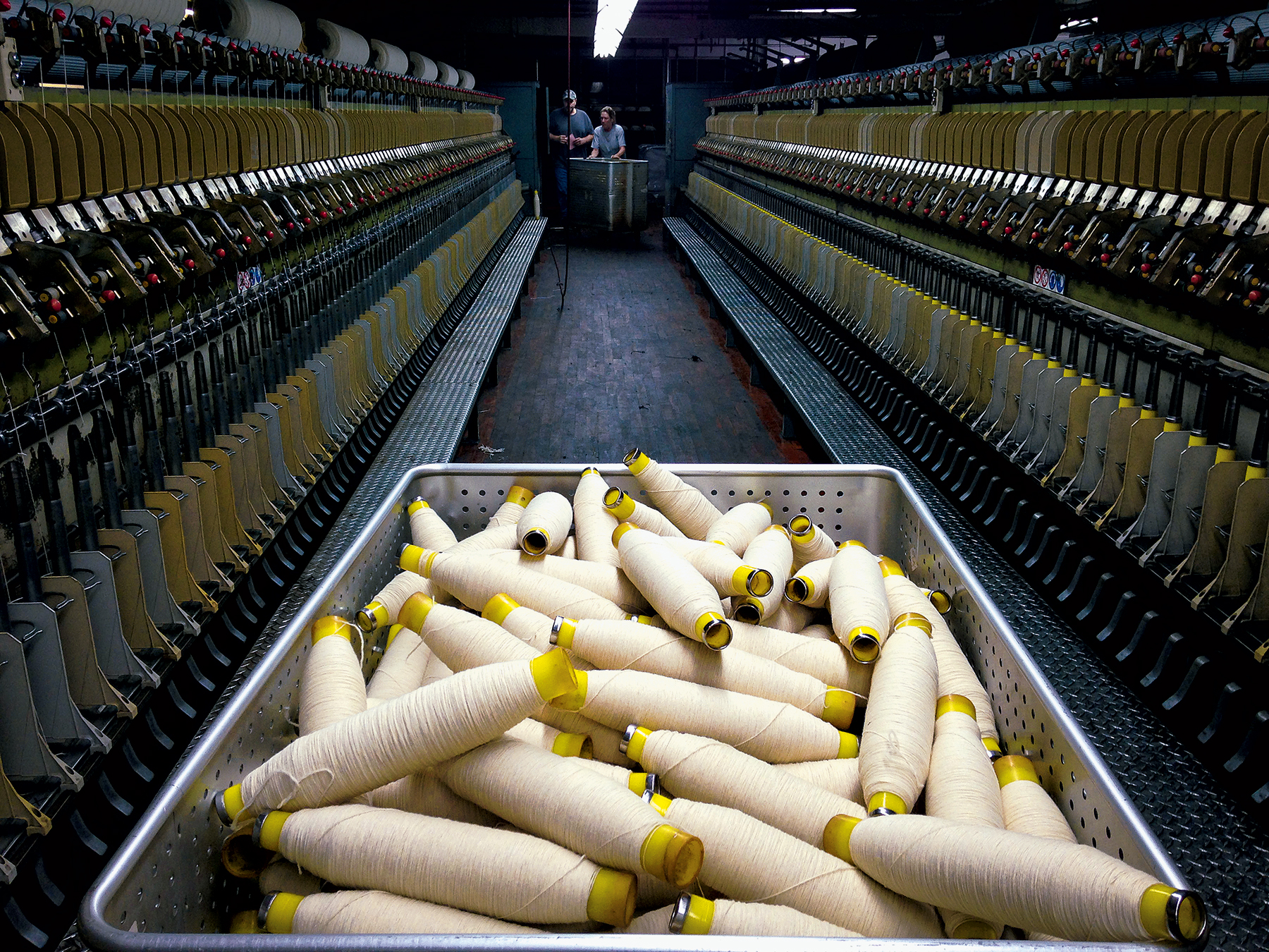 Sheep3 - Washingtonian Photograph courtesy of American Woolen Company.