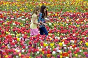 It’s Flower Season! Where to Frolic in the Blossoms