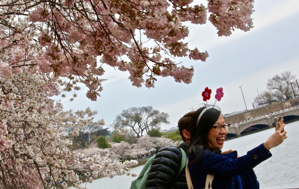 peak bloom