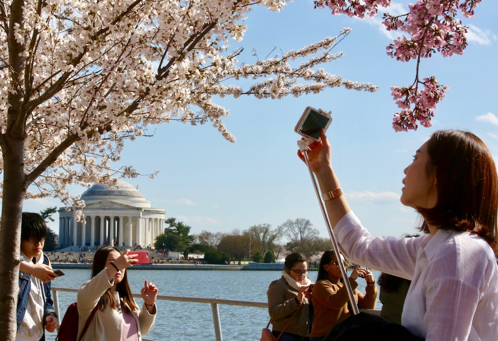 PHOTOS: DC’s Cherry Blossoms Bring Out the Photographers