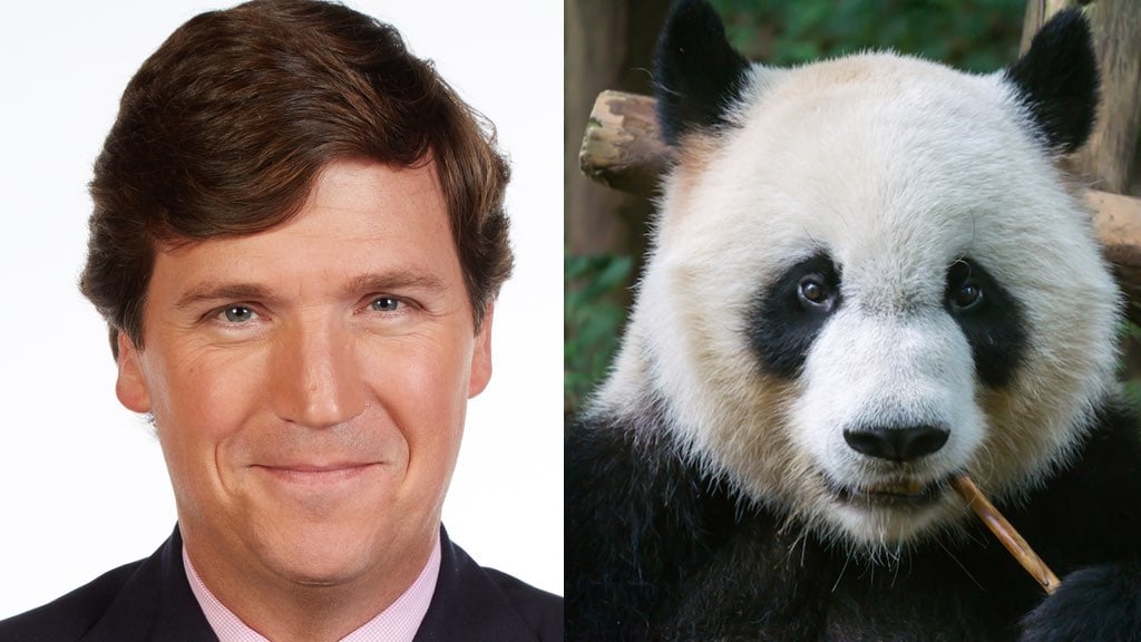 Tucker Carlson pandas