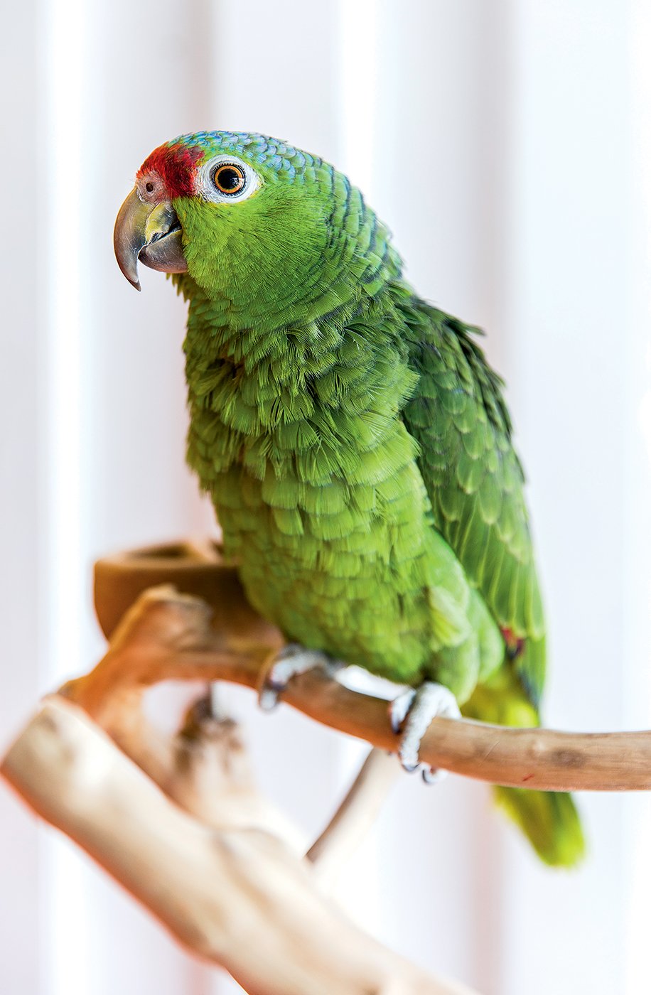 A lilac-crowned amazon parrot. Photograph by April Greer.